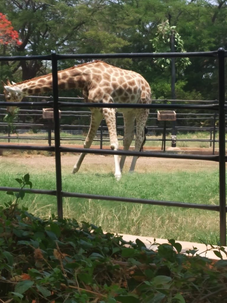 Giraffe Mysore zoo