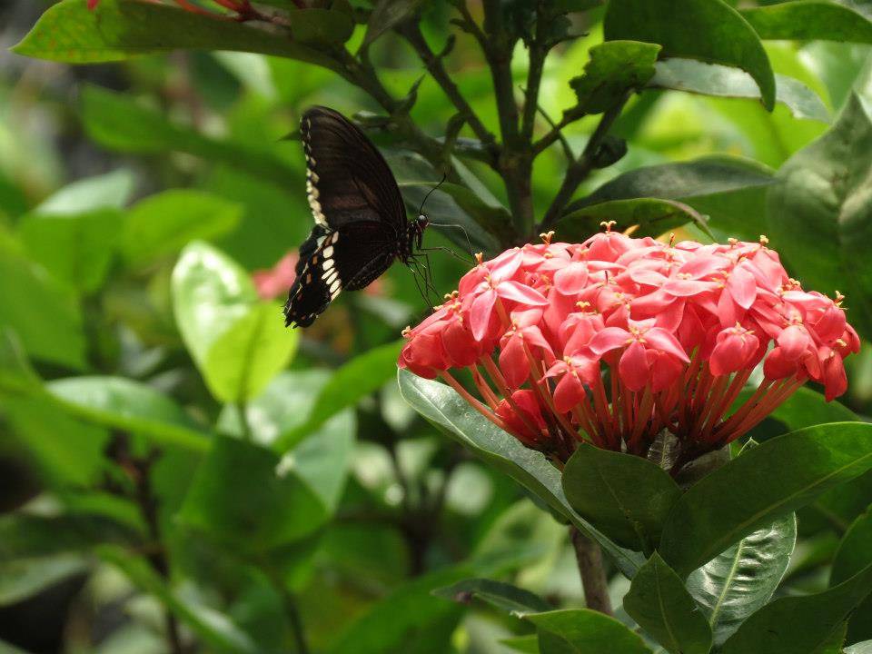 Butterfly Park - Banerghatta National Park
