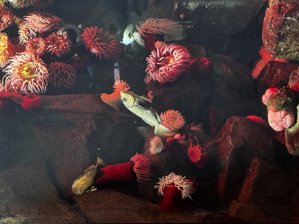 Sea anemones in ripley's aquarium