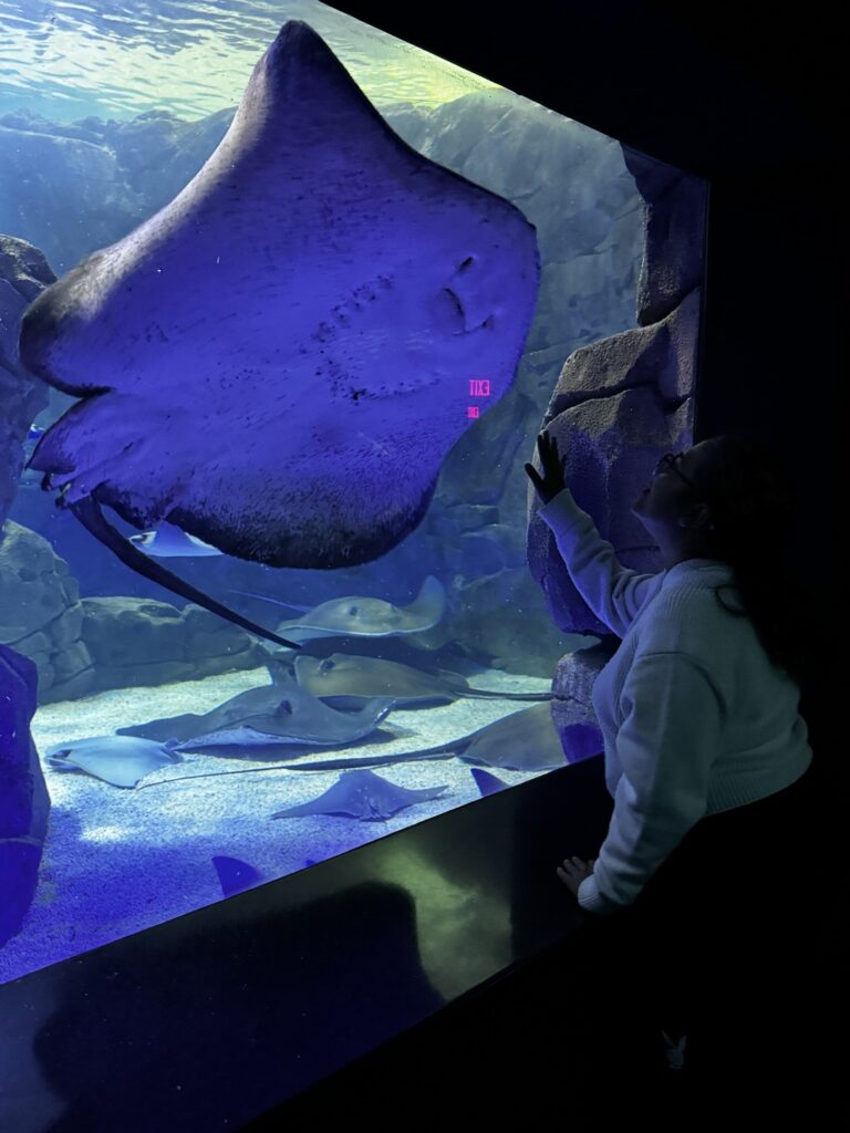 Stingrays in Ripley's Aquarium